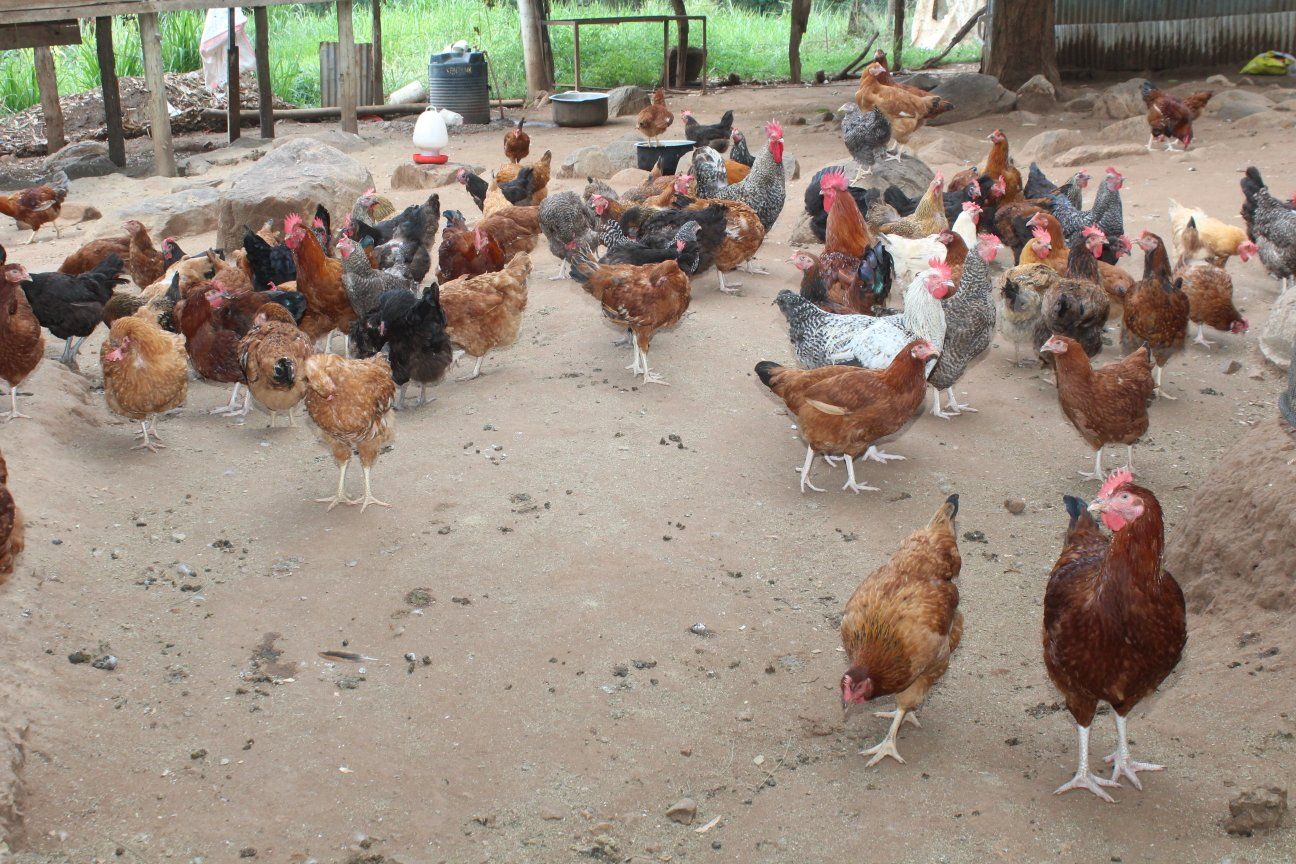 Poultry & Eggs