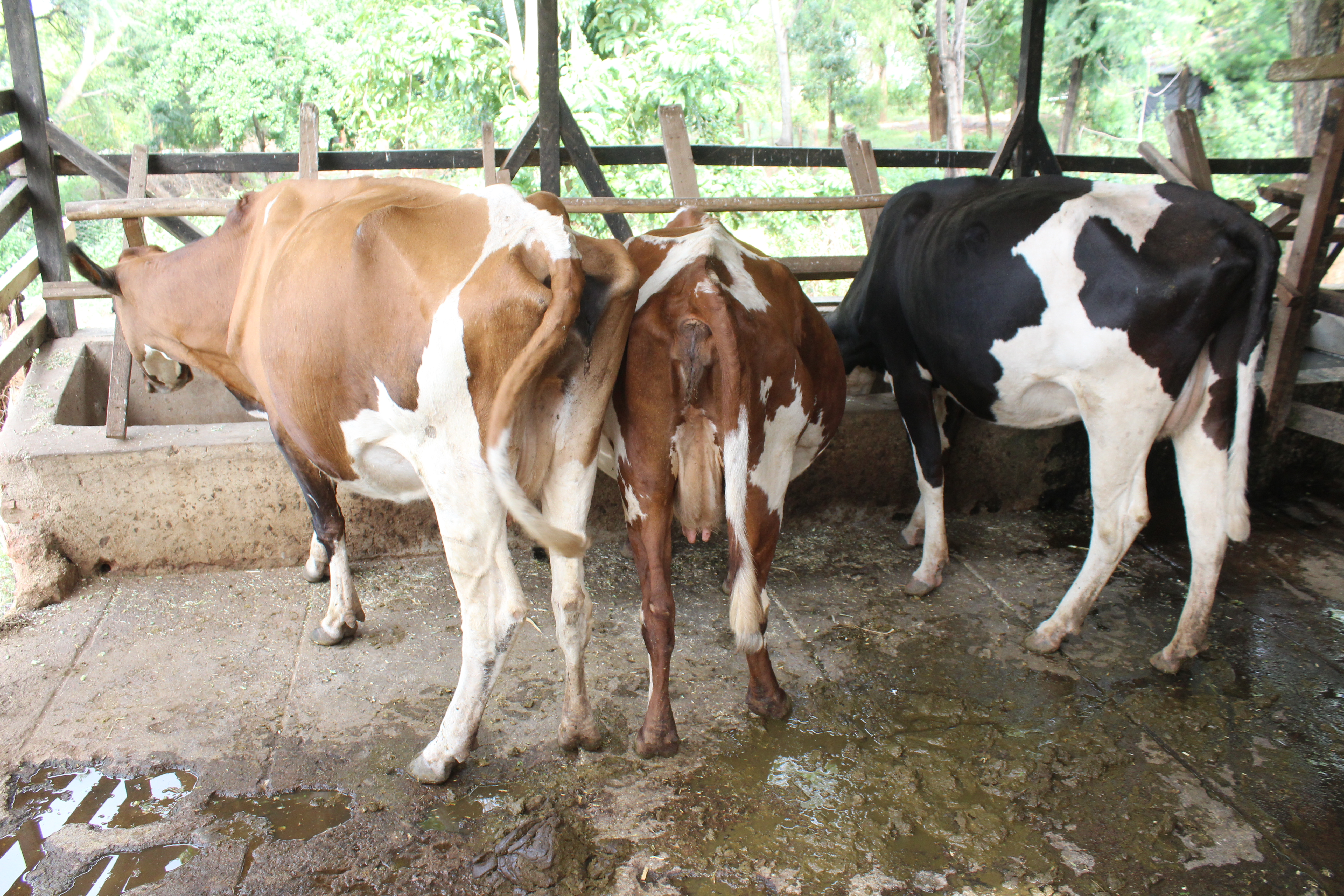 Dairy Cattle at Cheptebo