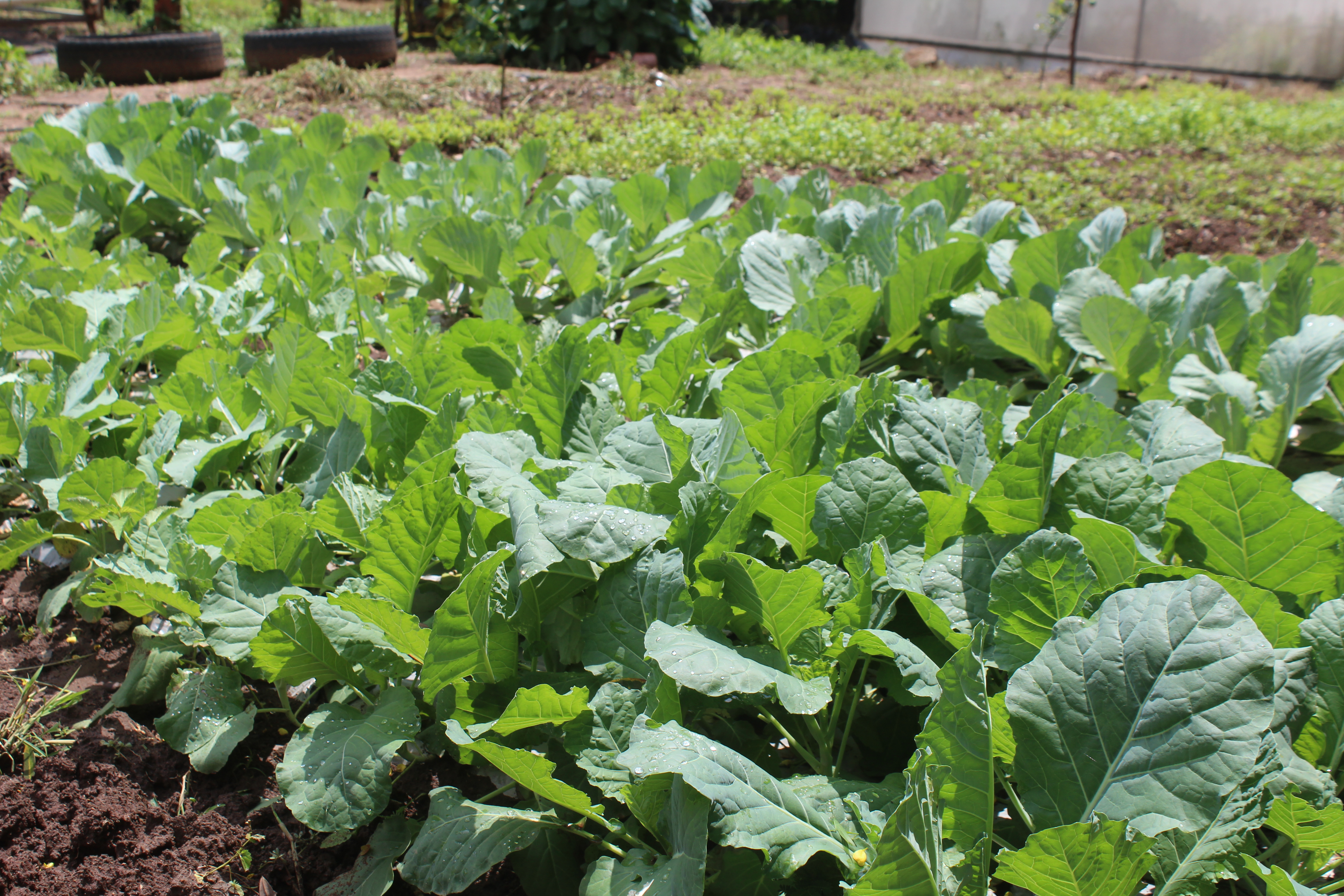 Fresh Farm Produce