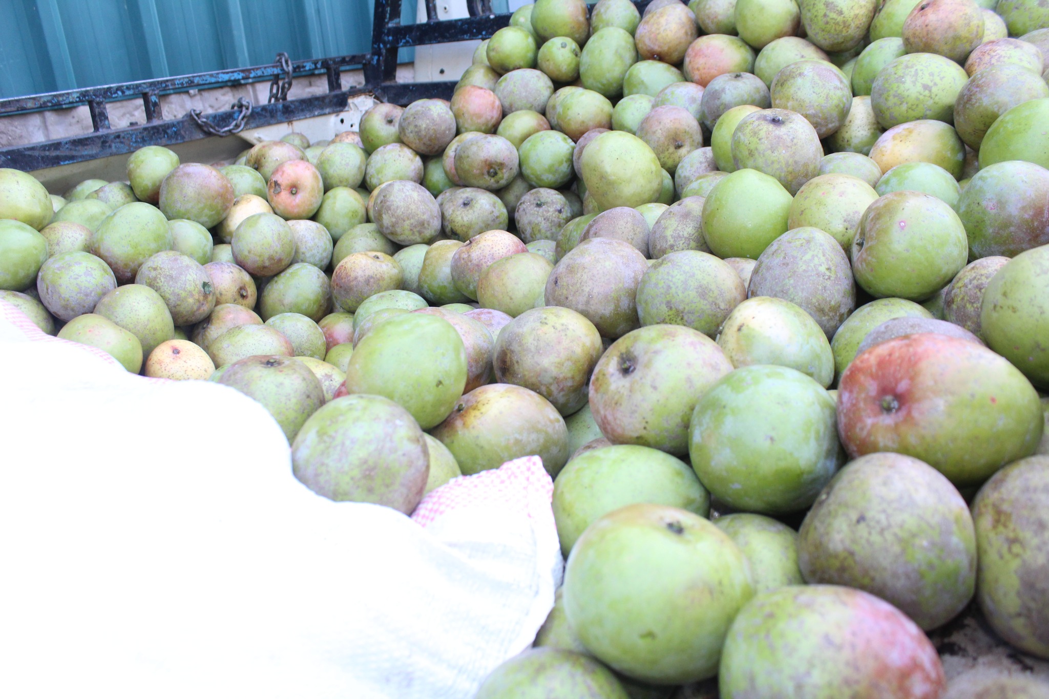 Cheptebo Distribution