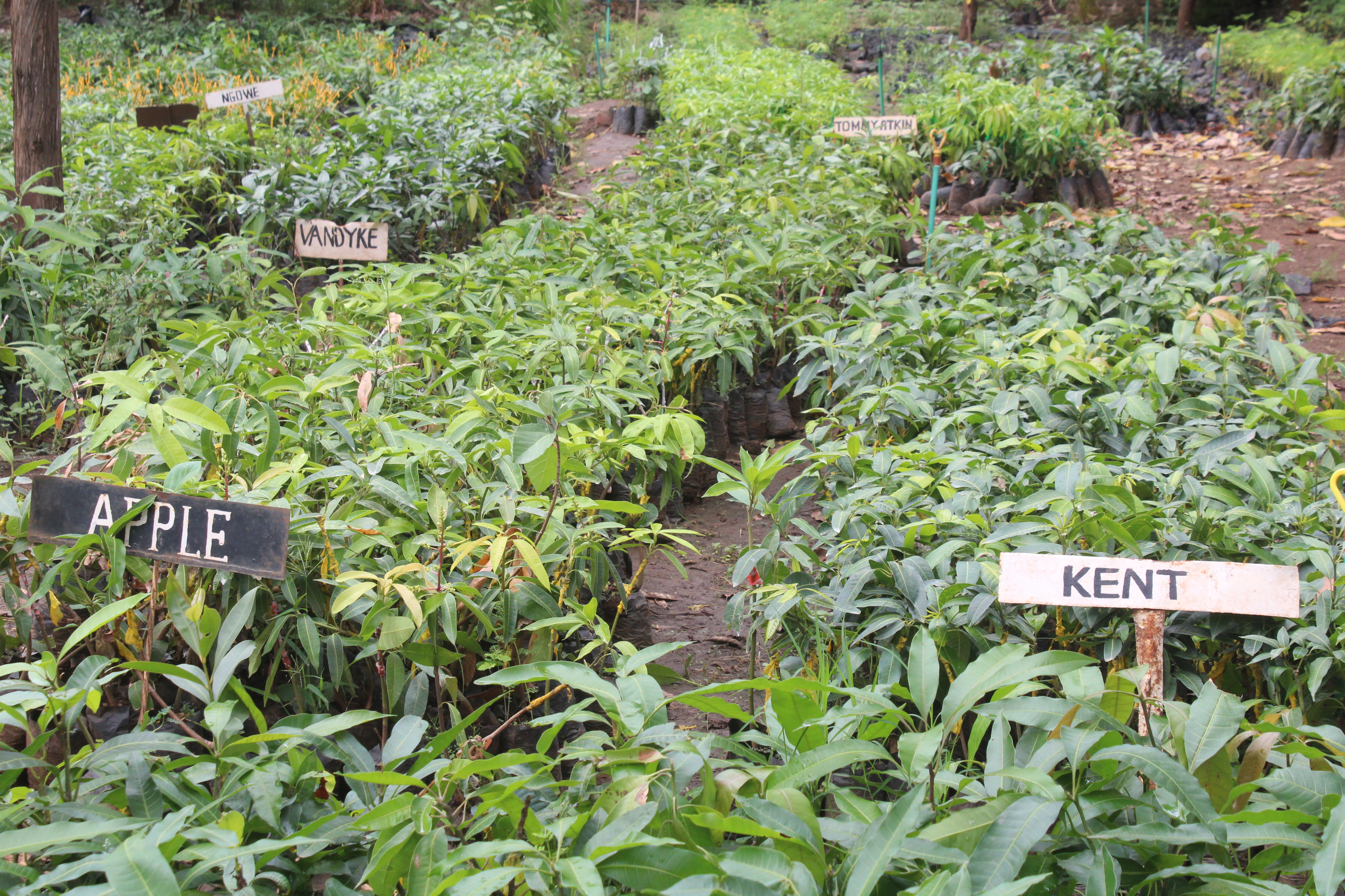 Mango Varieties