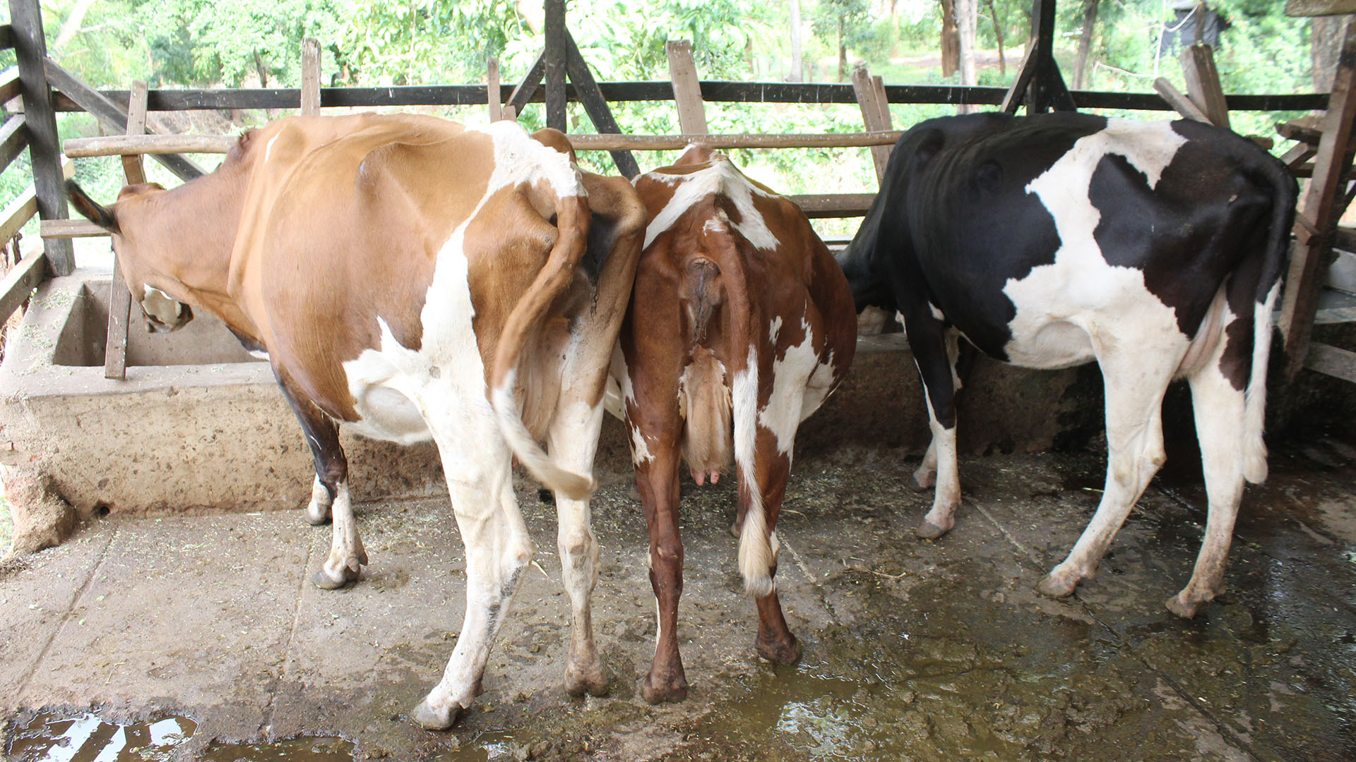 Dairy Section