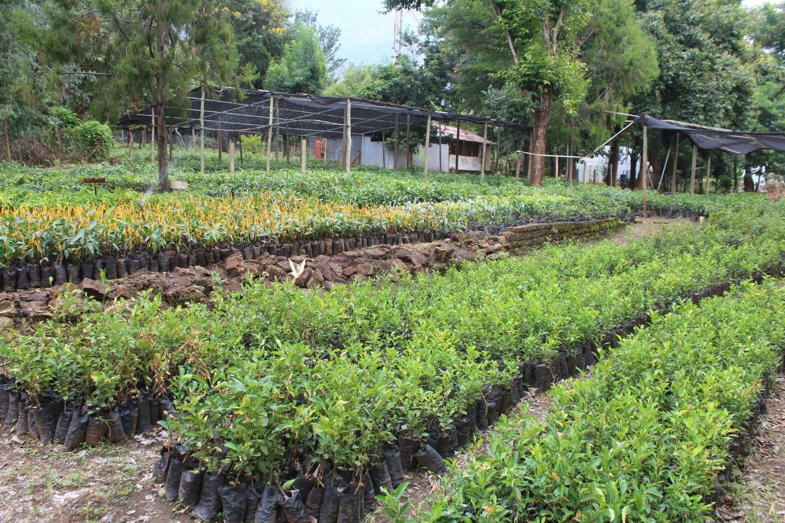 Cheptebo Farm and Nursery