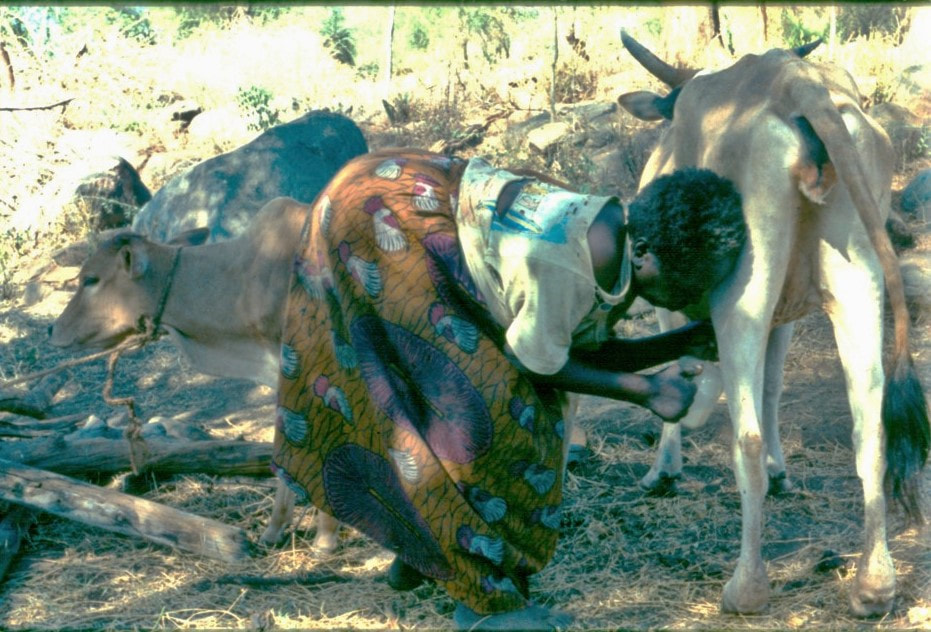 Traditional cattle milking in the Kerio Valley